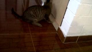 PONCHITO JUGANDO DEBAJO DE LA PUERTA    CURIOSO GATITO   VID 00091 20140512 1630