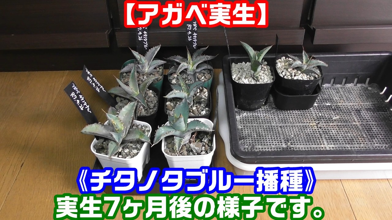 チタノタブルー 実生 2025播種 アガベ チタノタブルー実生#8】《アガベの実生記録》播種から7か月後の