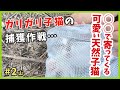 【保護 ガリガリ猫】えっ?こんな物で寄ってくるの!? やせ細った子猫を保護したら可愛い不思議ちゃんでした。【謎の天然娘・山2】/ Kitten emergency protection