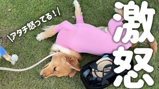 【女ひとり旅】ドッグランが定休日で遊べなくて激怒するゴールデンレトリバーの子犬