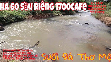 2️⃣1️⃣(Đã Bán) 2,5ha Sầu Riêng 1700 Cafe view Suối Đá đẹp tại Đắk Nông gần Tp Gia Nghĩa có nhà ở