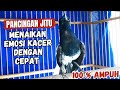 PANCINGAN KACER GACOR AMPUH LANGSUNG EMOSI | COCOK UNTUK KACER BAHAN AGAR CEPAT GACOR DAN BUKA EKOR