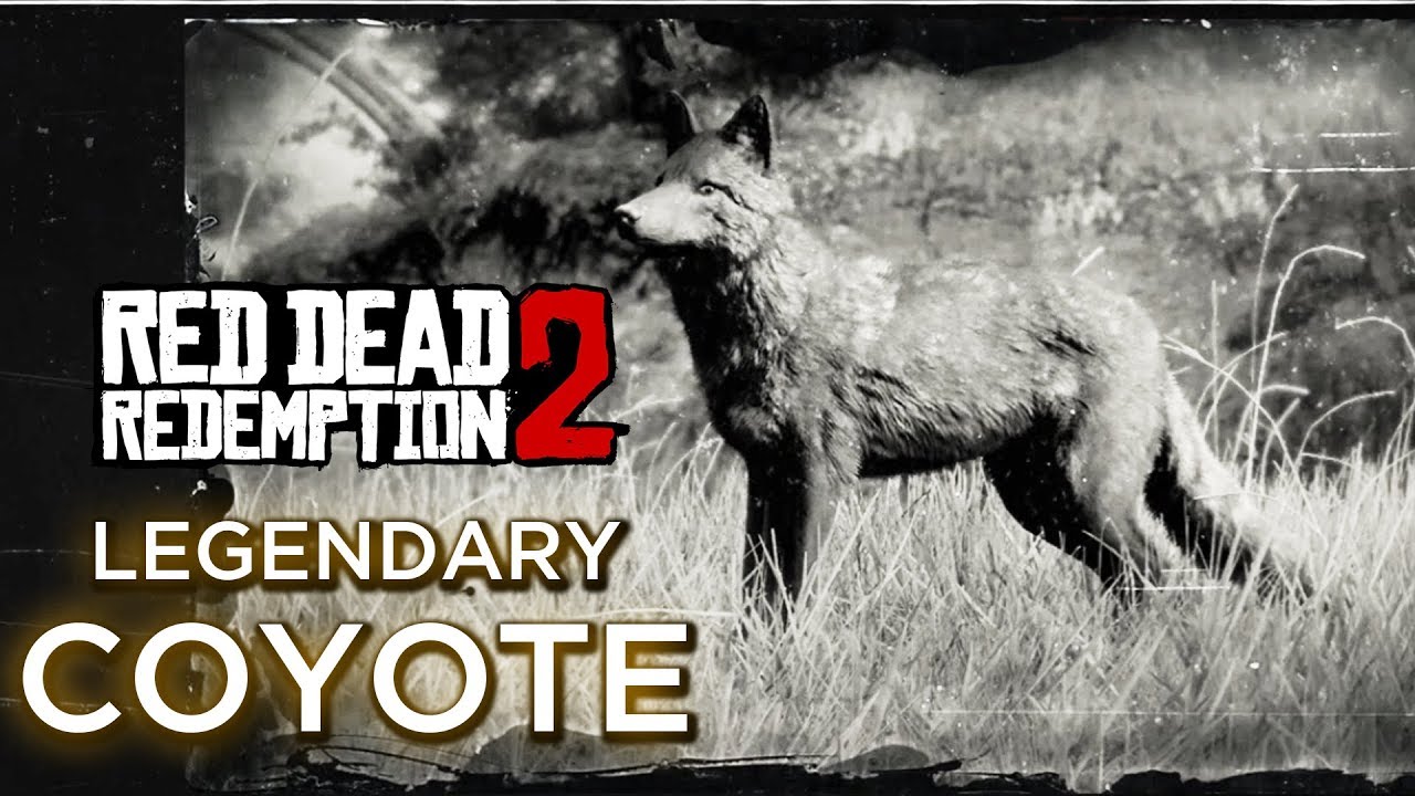 Red dead redemption 2 легендарный койот. Легендарный койот в рдр 2. Черный койот рдр 2. Легендарный койот в рдр 2. Red dead redemption 2 карта охотников.