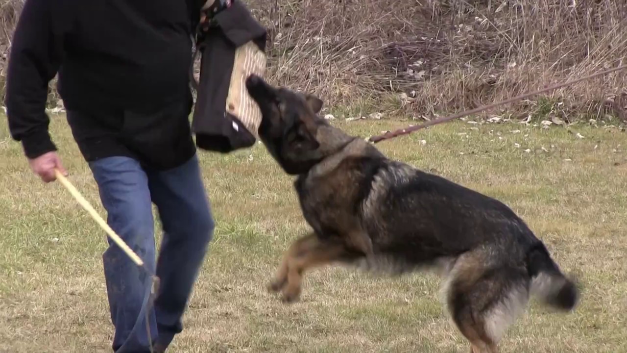 male sable german shepherd