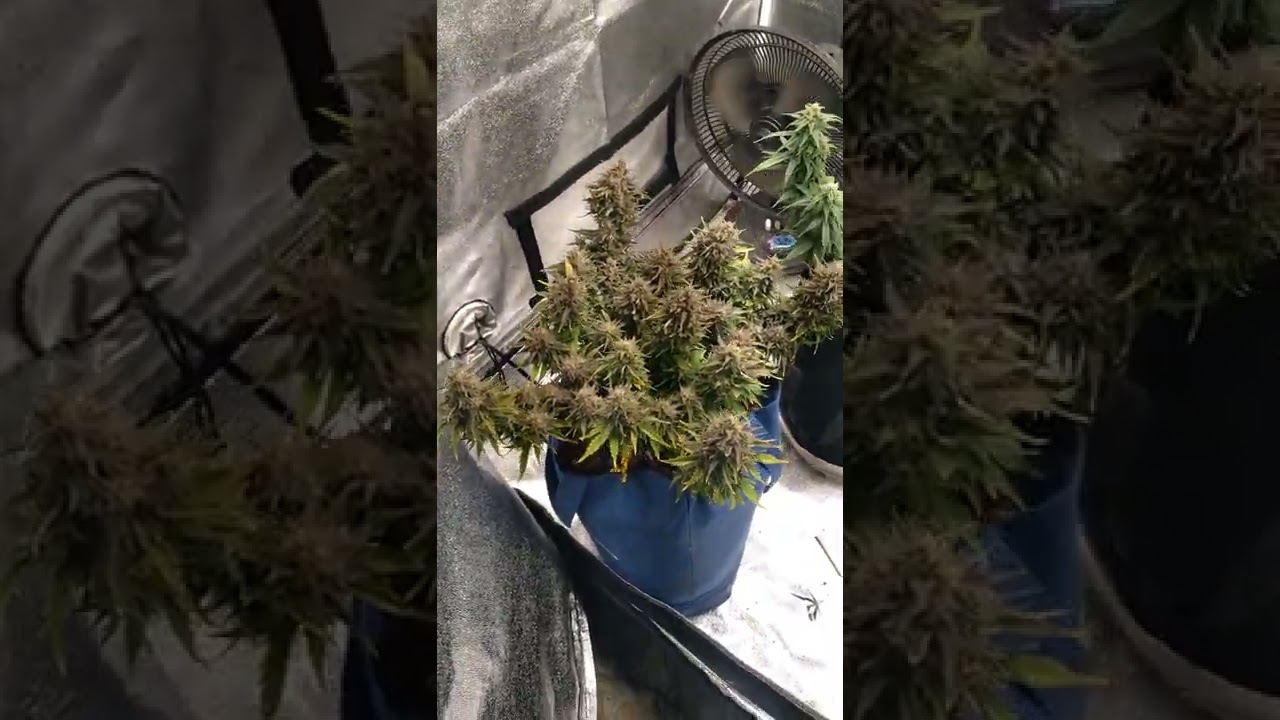 end of the forist fruts auto from ams seeds time for two day darkness