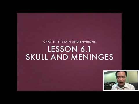 Foundation of Neuroscience | 6.1 Skull and Meninges