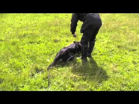 Kovacs Gusto-IPO Tracking training - YouTube