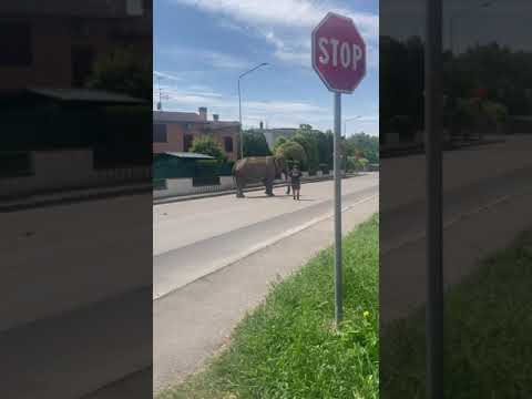 Elefante per le strade di Lendinara