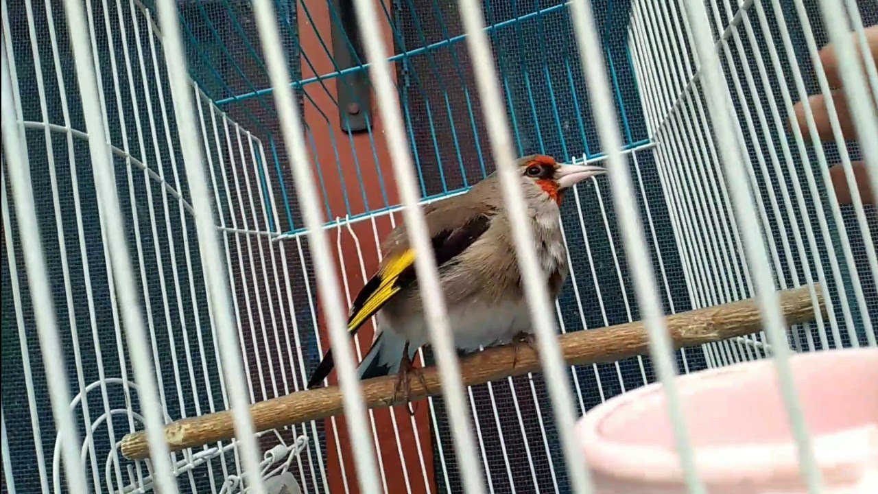 Most Aggressive And Fighter Goldfinch Parachinar |GoldFinch Fight With Fingures |Jibran Fancy Birds