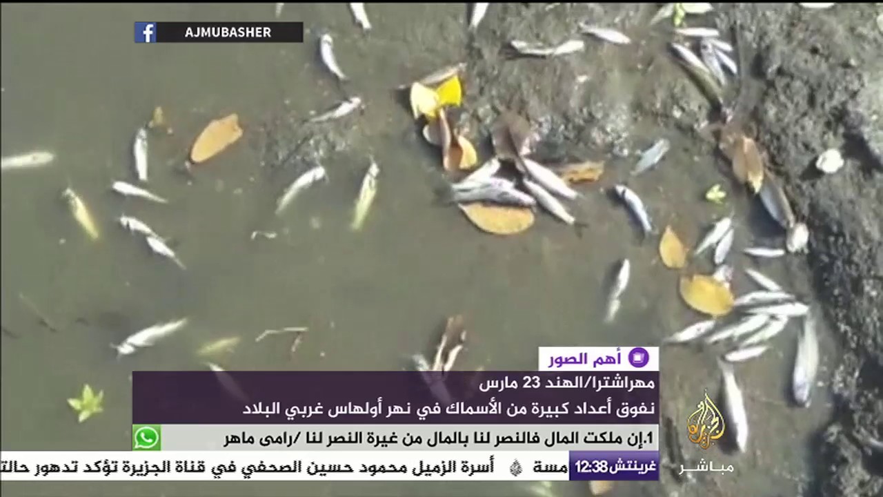 نفوق أعداد كبيرة من الأسماك في نهار أولهاس بالهند