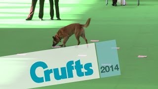 Obedience World Cup | Scents | Crufts 2014