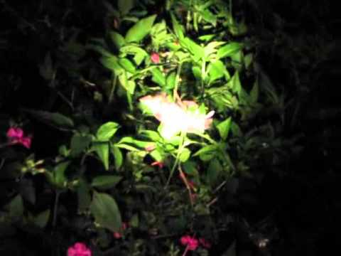 Night time Sphinx Moth Feeding