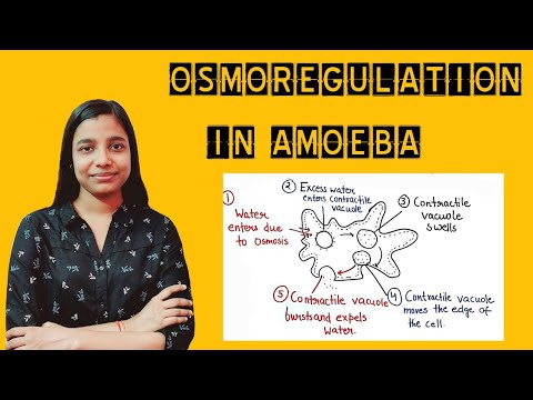 Video: Wat is osmoregulering in amoeba?