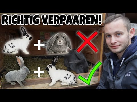 Video: So Finden Sie Die Rasse Eines Kaninchens Heraus