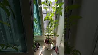 천창 뚫는 방울토마토 #방울토마토키우기 #토마토재배 #방울토마토