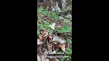 Are bluebells and asparagus related?