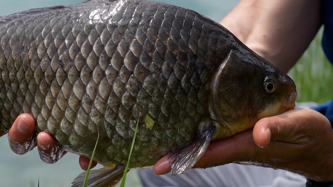 Fresh Water Mania - Puntata 9 - Bolognese - Pesca alla passata nel Mincio (Colmic)