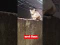 बिल्ली के सामने चूहा को देखिये कैसे हैं #bhojpuri  #billi #chuha #shorts #viral #@Ankit-bhoj99
