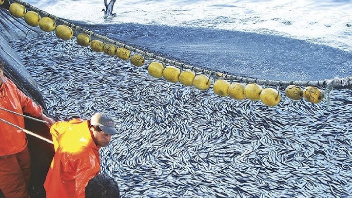 Everyone Should Watch This Fishermen's Video - Amazing Fishermen Catching  Fish By The Big Net 