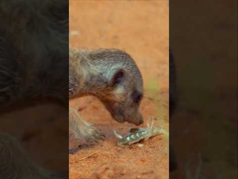 This scorpion doesn’t stand a chance