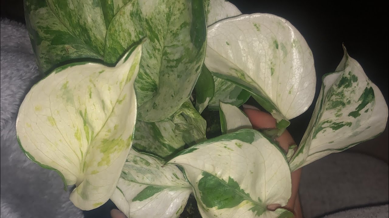 Big box plant shopping + haul!