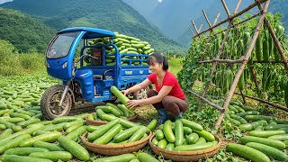 Rewind Timelapse -- Harvesting Huge Green Squash - Moving To Market To SELL By 3-Wheeled Truck