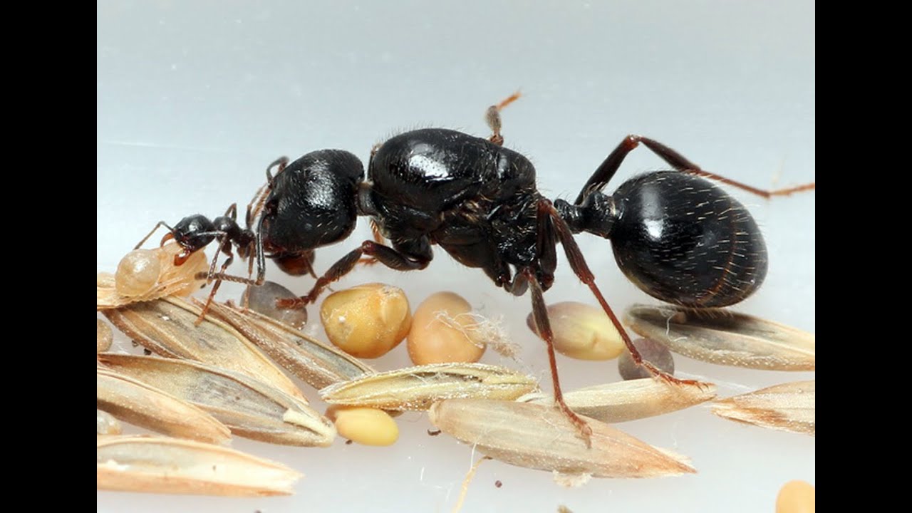 Муравьиный мир. Всё о Messor Structor