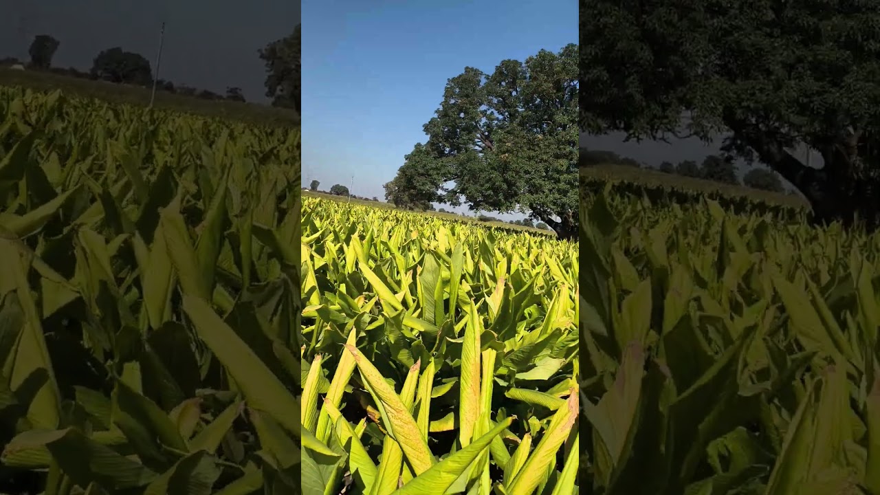 #turmericcrop