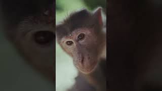 Monkey Funny Video