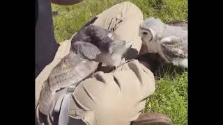 Best Clips of /r/aww 🔥 | 25-10-2020