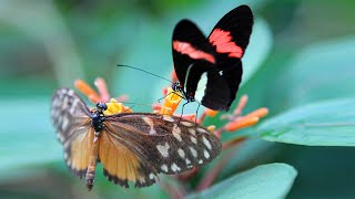 Creative Synthesis 'Being in Nature'