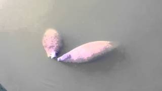 Manatees at the TECO Power Plant in Florida