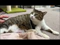 育児放棄の子猫が家族に加わった新生児室より生配信