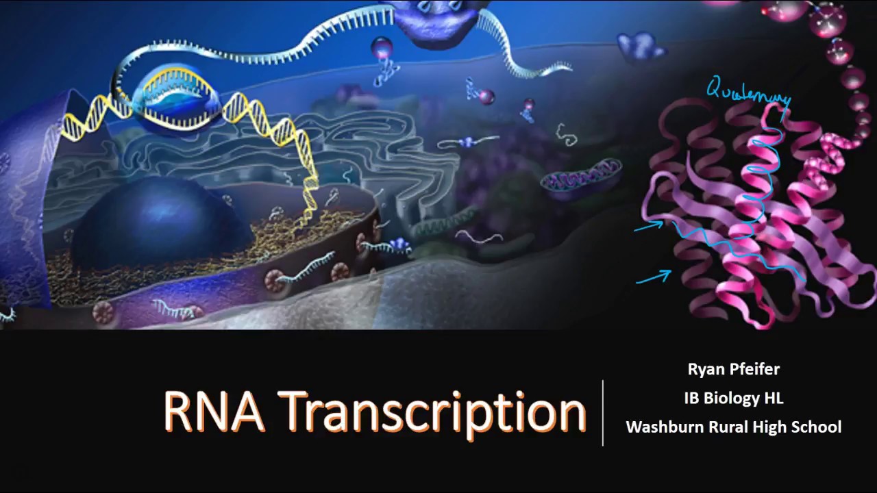RNA Transcription - YouTube