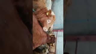 Weanling Charolais & Lim Bulls
