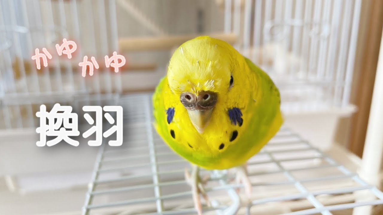 セキセイインコ 換羽の回数多すぎですか Youtube