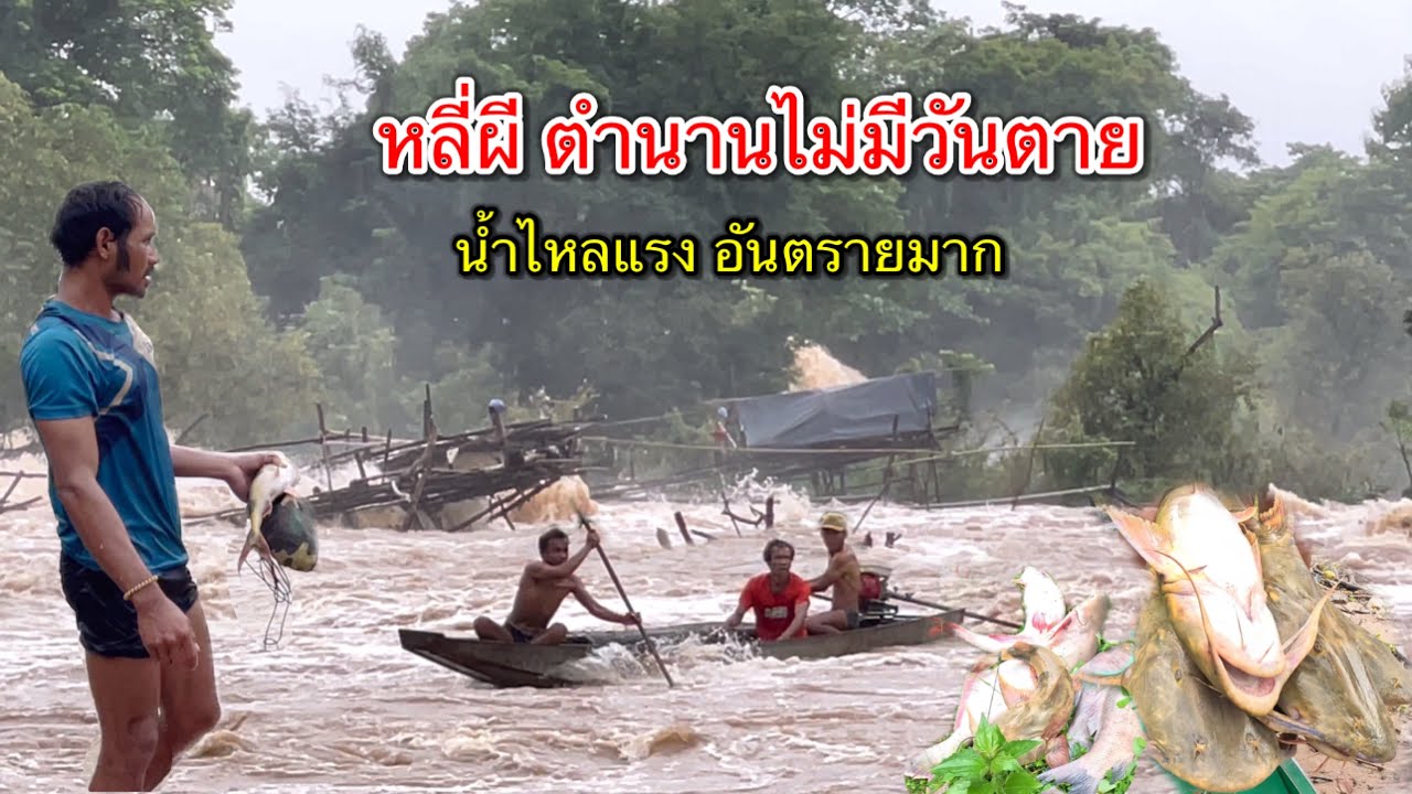 เที่ยวลาวใต้17 วิถีชาวลาว หาปลาดักปลาหลี่ผี ฤดูน้ำหลากไหลแรงอันตรายมาก แต่ไปปลาตัวใหญ่มาก
