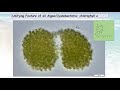 Cyanobacteria: What you Need to Know – Part 1: Cyanobacteria Biology and Toxin Formation