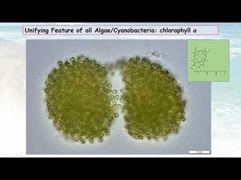 Cyanobacteria: What you Need to Know – Part 1: Cyanobacteria Biology and Toxin Formation