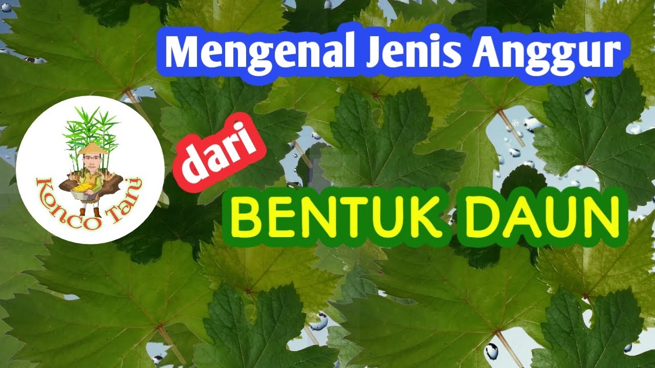 Mengenal Jenis Anggur Dari Bentuk Daunnya Youtube