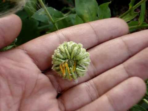 How to Save Calendula Seeds - Unruly Gardening