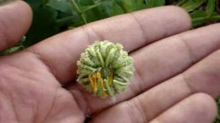 Calendula Seeds