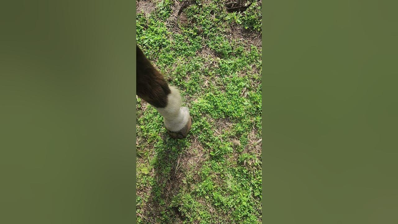 first horse sheath cleaning and bean removal in 26 years! YouTube