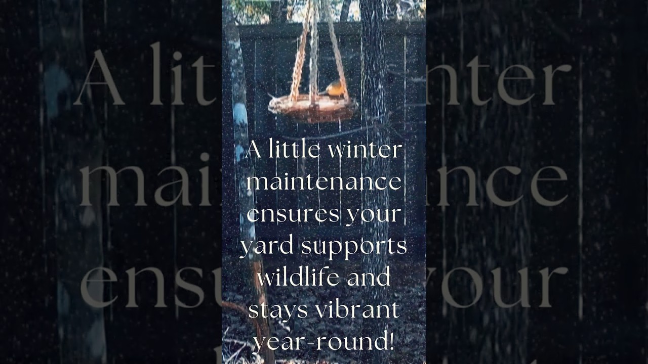 Winter Backyard Habitat Tips: How to Keep Birds and Plants Thriving! 