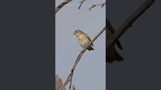 Cute Red-browed Pardalote Calling #birds