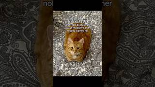 #ads #cat #allergyfree #catallergies #catowners #catmom #allergies