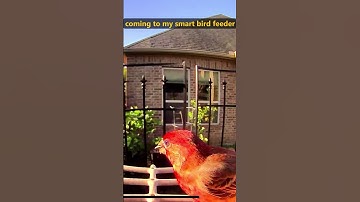 Smart Bird Feeder With AI Identification