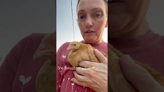 Love baby chickens ❤️ #foryou #chicks #chickenlovers #chicken #bufforpington #cuteanimals #cute