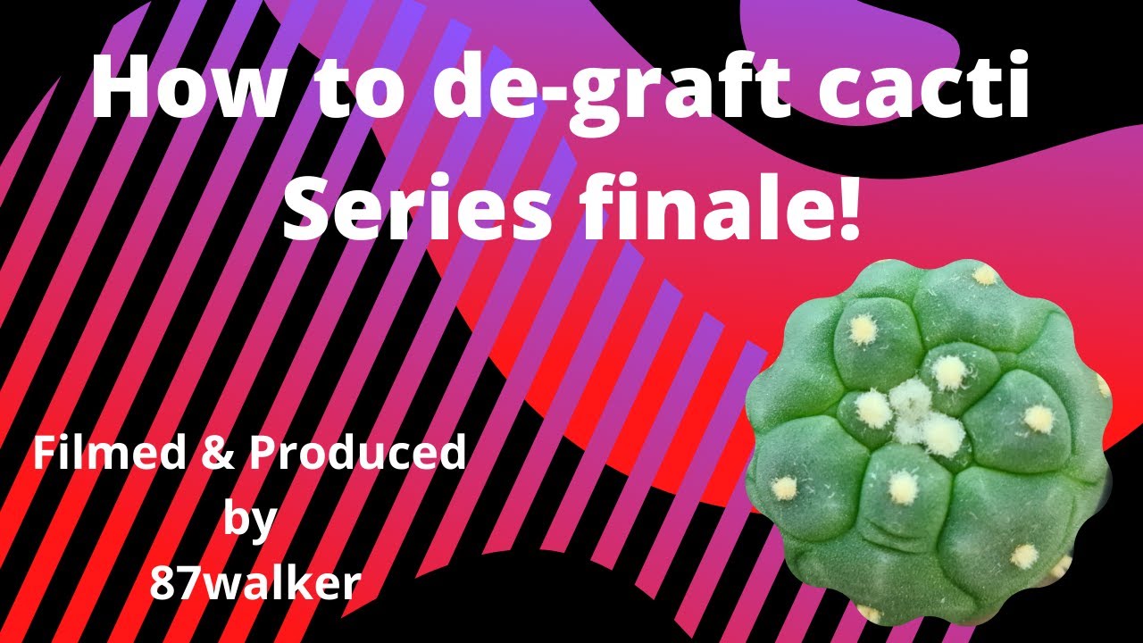 How To De-Graft Cacti - Series Finale!