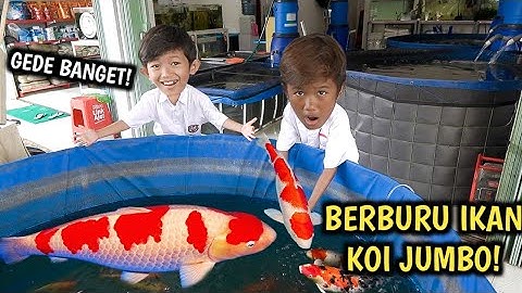 BERBURU IKAN KOI SUPER JUMBO DI PASAR!!